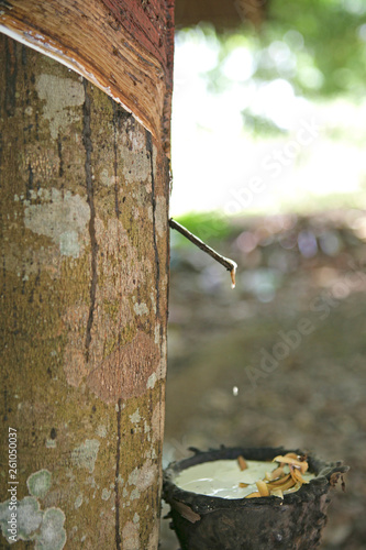 Kautschuk Ernte in einer Plantage bei Krabi, Thailand photo