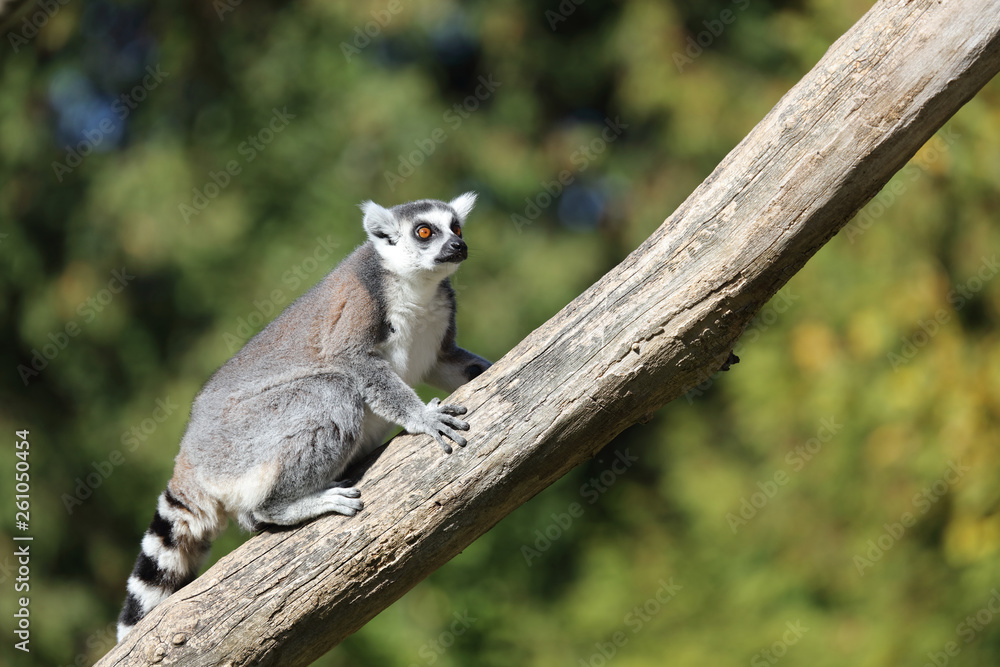 Fototapeta premium Katta / Ring-tailed Lemur / Lemur catta