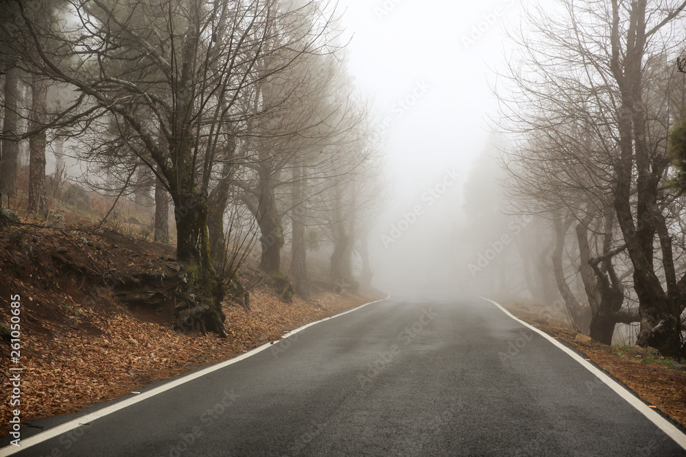 Fototapeta premium Summer road of free space and fog 