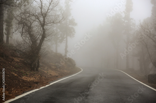 Summer road of free space and fog 