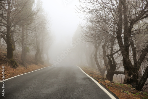 Summer road of free space and fog 