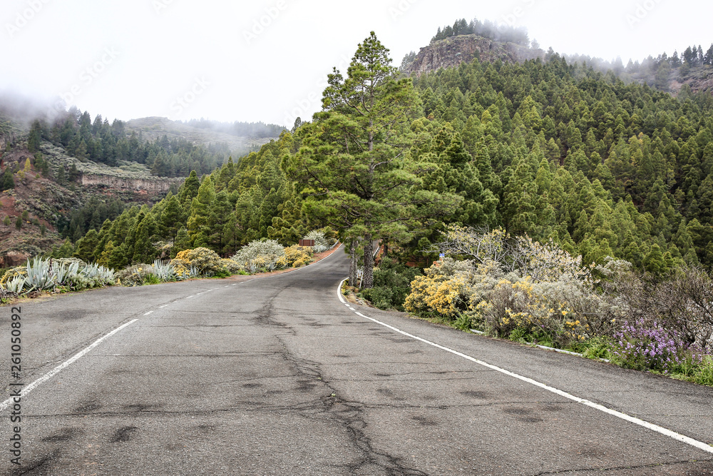 Summer road of free space and fog Summer road of free space and fog