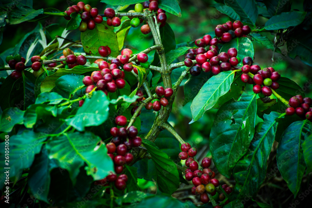 Fototapeta premium Close Up Of Coffee Cherries