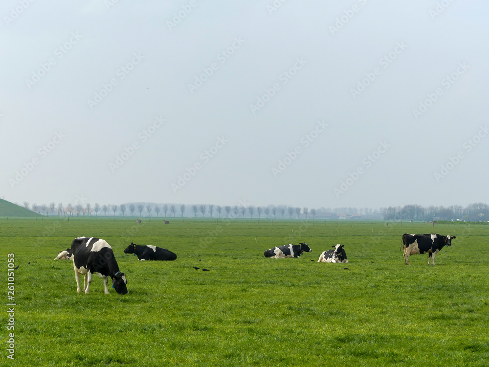 black and white fresian holstien dairy cattle in a field of grass pasture black and white fresian holstien dairy cattle in a field of grass pasture