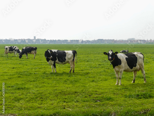 black and white fresian holstien dairy cattle in a field of grass pasture photo