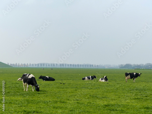 black and white fresian holstien dairy cattle in a field of grass pasture photo