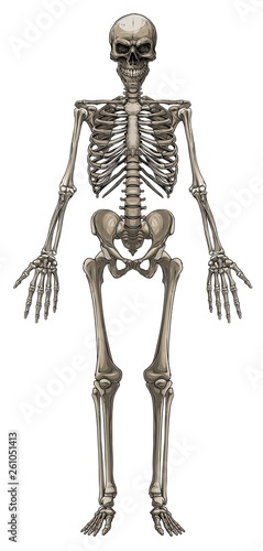 Graphic detailed colorful human bone skeleton with skull. Isolated on white background. Vector icon.