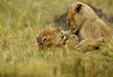 The lion cubs playing at Masai Mara, Kenya