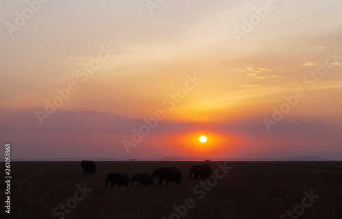 Silhouette of Elephant  in Masai Mara wildlife century © Dr Ajay Kumar Singh