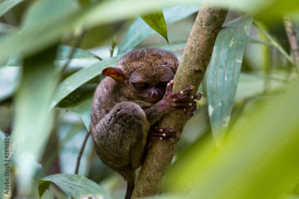 tarsier philipines small