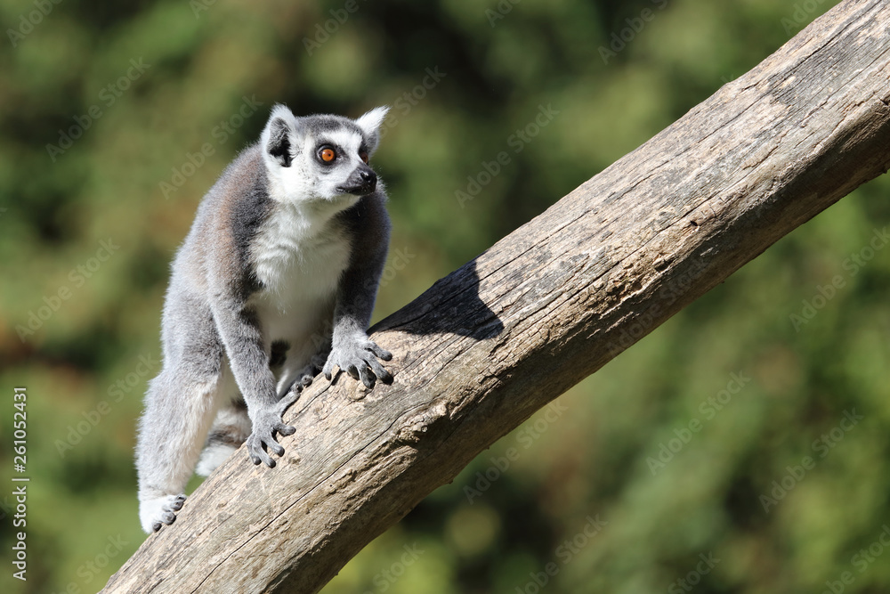 Fototapeta premium Katta / Ring-tailed Lemur / Lemur catta