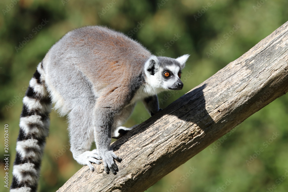 Katta / Ring-tailed Lemur / Lemur catta