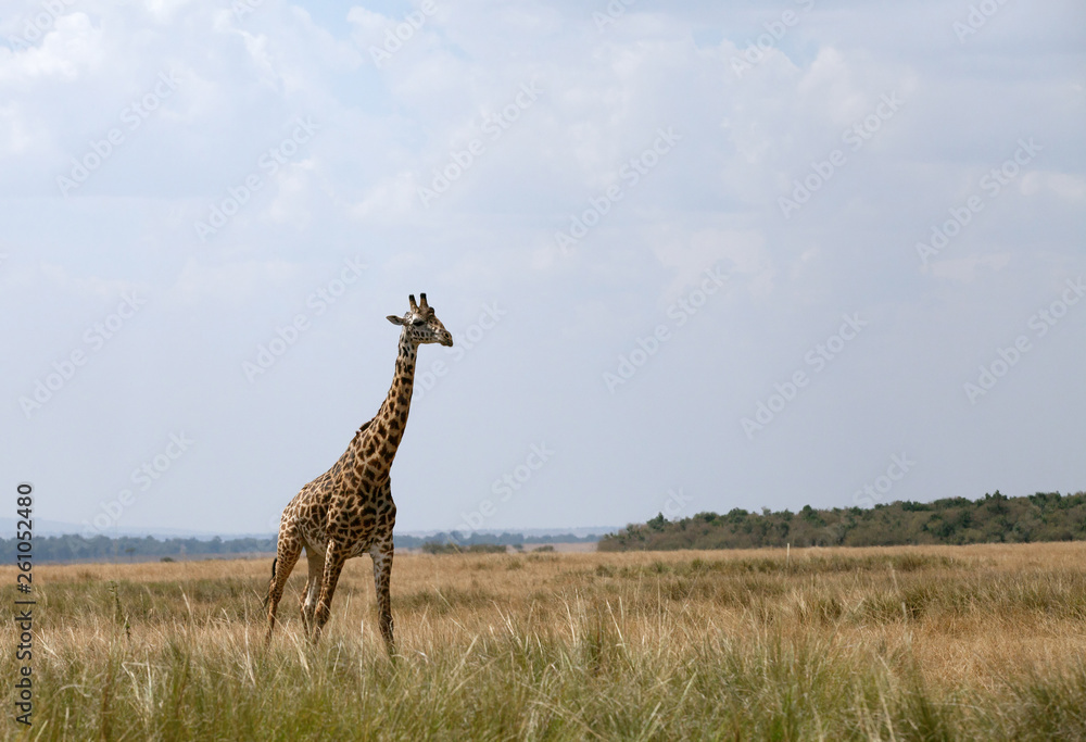 Fototapeta premium Giraffe in the Svannah Grassland
