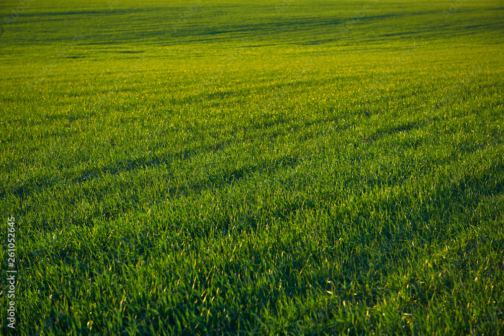 Young sprouts are on the field at sunset. Green grass closeup. Young sprouts are on the field at sunset. Green grass closeup.