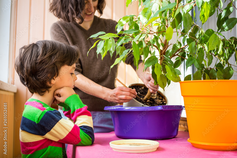 Replanting potted plant. Replanting potted plant.
