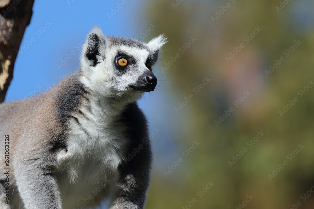 Katta / Ring-tailed Lemur / Lemur catta Katta / Ring-tailed Lemur / Lemur catta