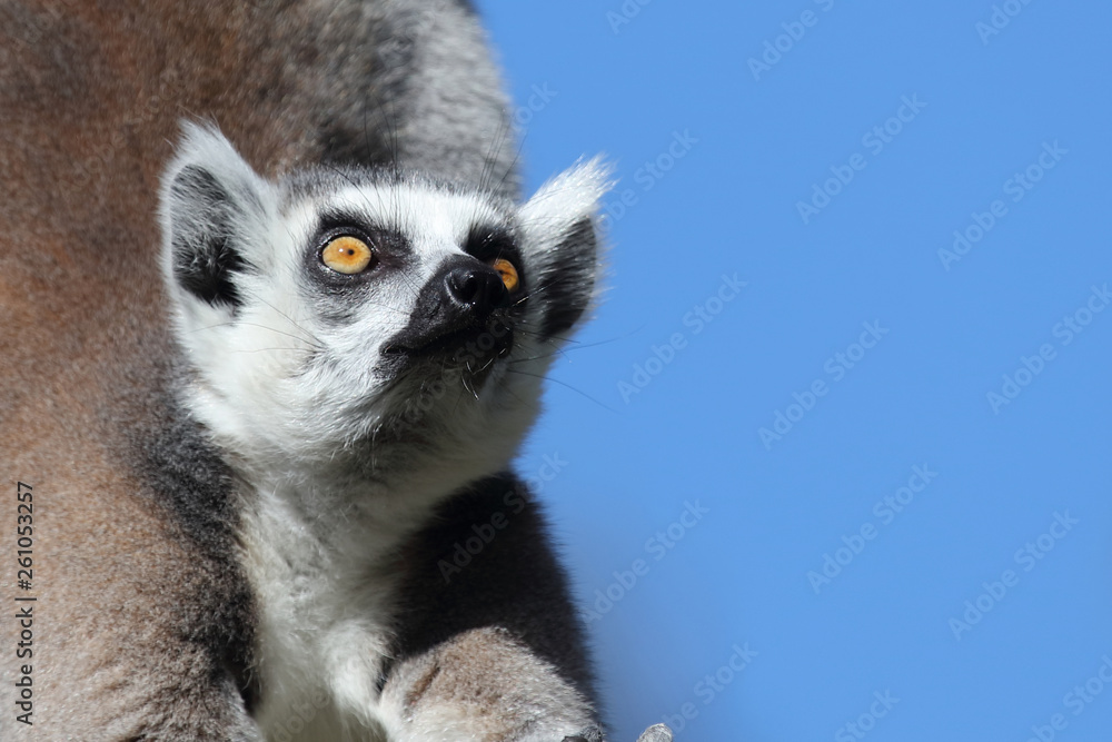 Katta / Ring-tailed Lemur / Lemur catta