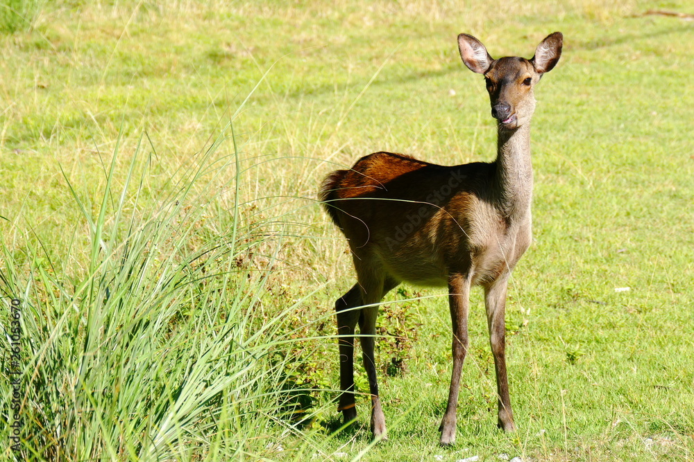 Kerama deer seen on Aka island, Okinawa, Japan Kerama deer seen on Aka island, Okinawa, Japan