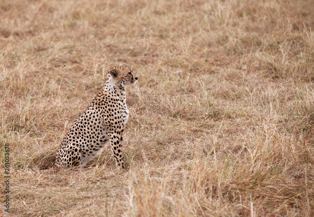 Cheetah observing the surrounding at Masai Mara, Kenya Cheetah observing the surrounding at Masai Mara, Kenya
