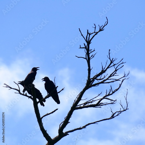 Silhouettes of three birds  maybe ravens  perched on a dead tree  Zamami  OkinawaSilhouettes of three crows perched on a dead tree  Zamami  Okinawa