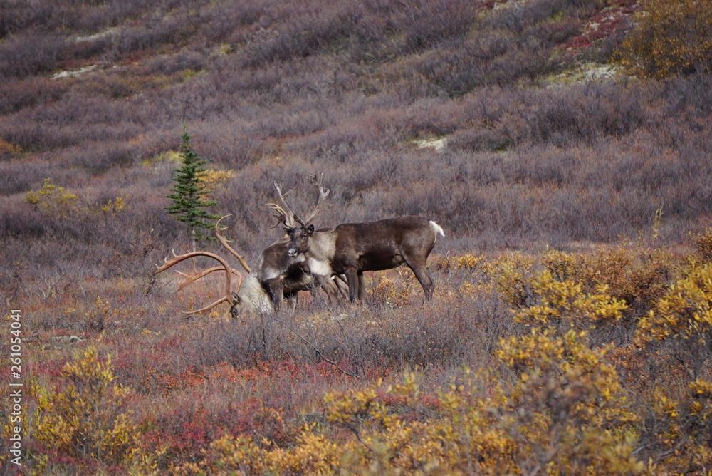 Fototapeta premium Beautiful Caribous in wilderness in Alaska