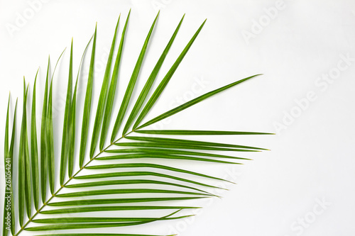 Tropical palm leaves on light background with copy space