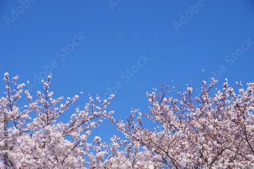 桜と青空