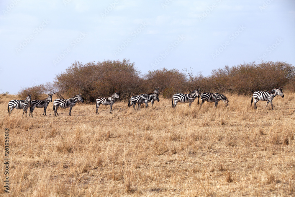 Naklejka premium Zebras on hillock with dry grasses