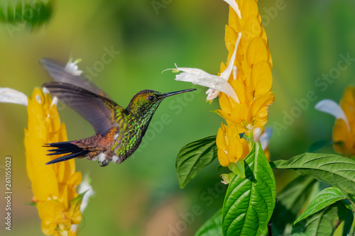A Copper-rumped hummingbird feeds on the yellow Shrimp Plant.