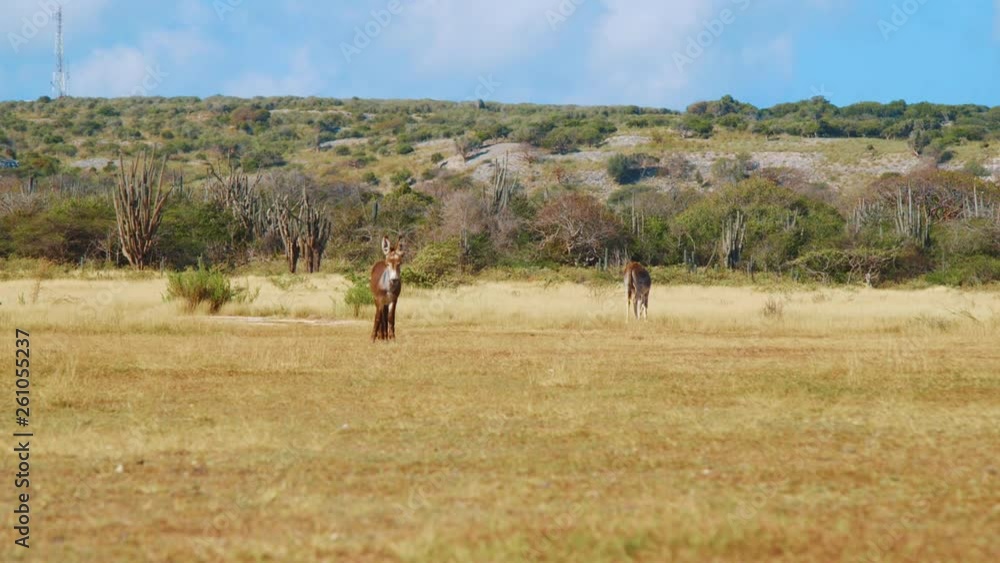 Static shot of two brown donkeys standing in a vast rural field in the countryside of Bonaire, Caribbean Static shot of two brown donkeys standing in a vast rural field in the countryside of Bonaire, Caribbean