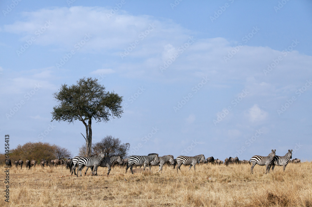 Animal grazing in the savannah of Masai Mara Animal grazing in the savannah of Masai Mara
