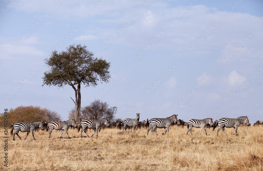 Zebras grazing in the savannah of Masai Mara Zebras grazing in the savannah of Masai Mara