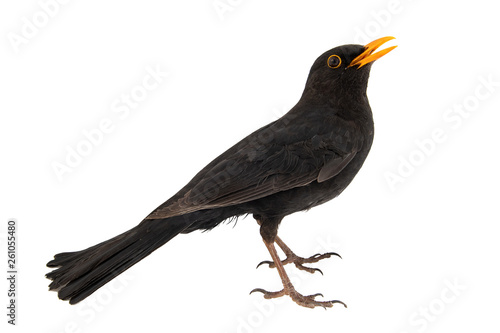 Blackbird, Turdus merula, isolated on white background.