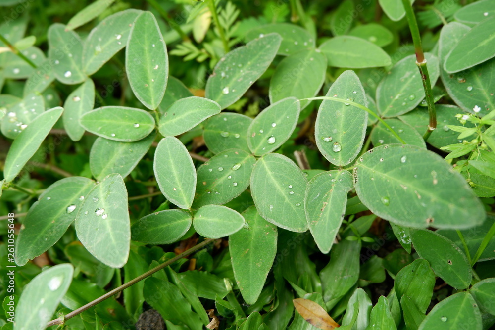 green leaves with dew on it green leaves with dew on it