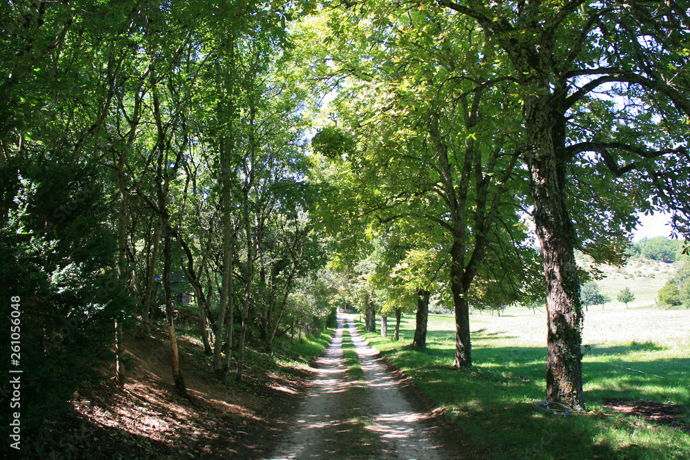 path and trees in the countryside in south of france 
