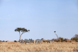 Animal grazing in the savannah of Masai Mara