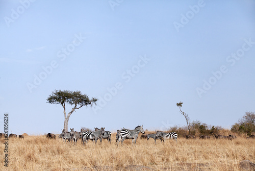 Animal grazing in the savannah of Masai Mara