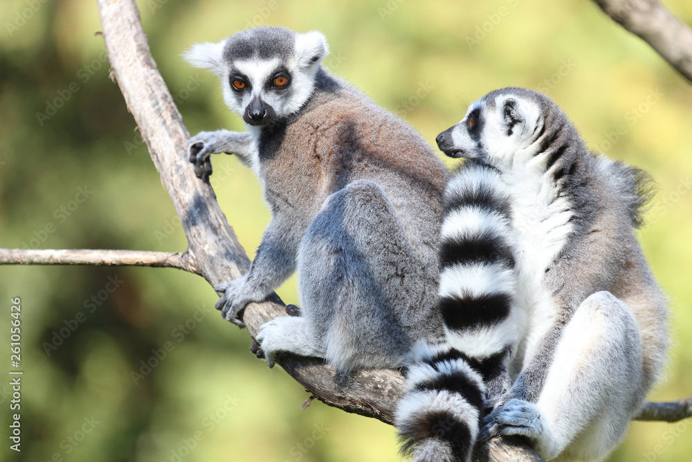 Obraz premium Katta / Ring-tailed Lemur / Lemur catta