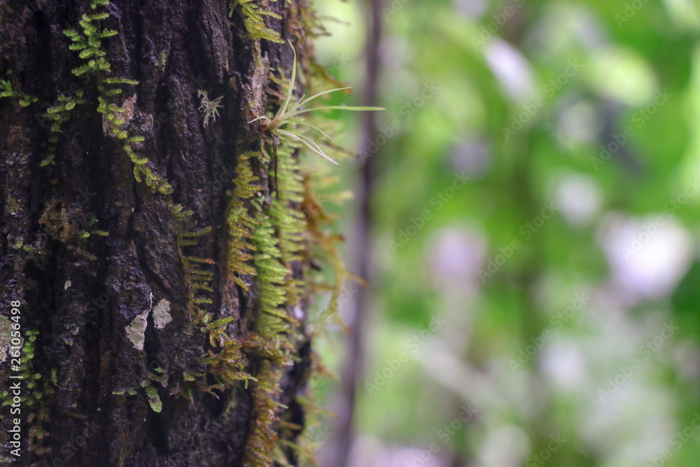 Forest Forest