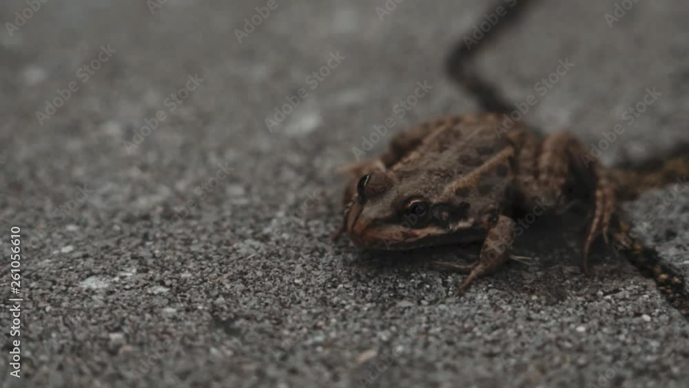 Rana temporaria frog on the avenue between the pond Rana temporaria frog on the avenue between the pond