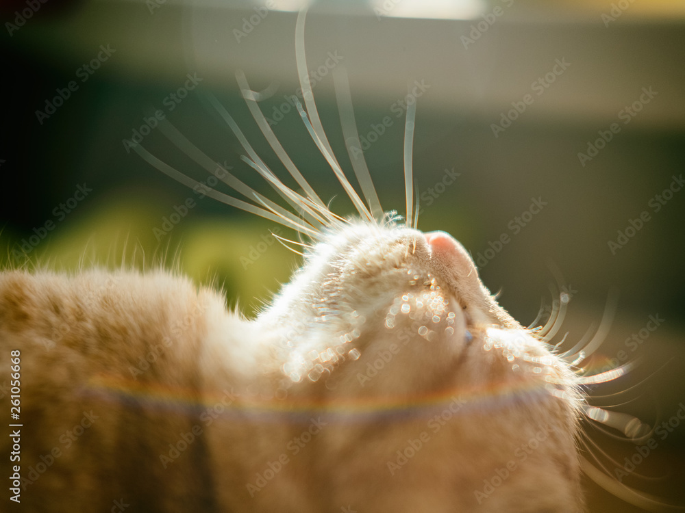 cat and sun cat and sun