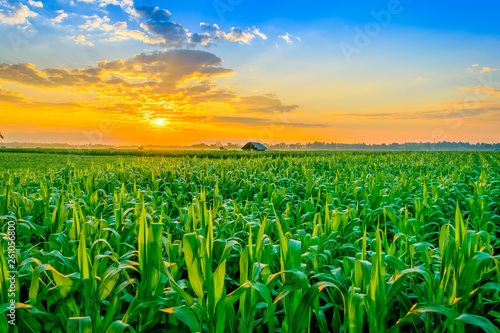 sunrise over the corn field