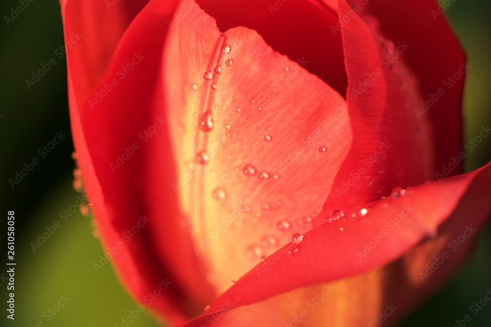 Water drops on red tulip flower petals Water drops on red tulip flower petals