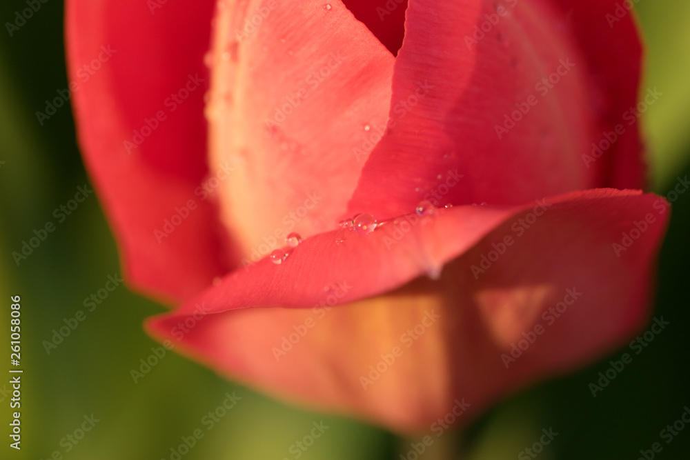 Water drops on red tulip flower petals Water drops on red tulip flower petals