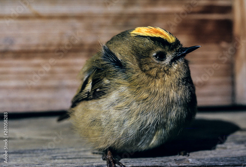 Roitelet huppé,.Regulus regulus, Goldcrest photo