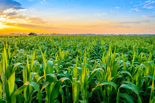 sunrise over the corn field