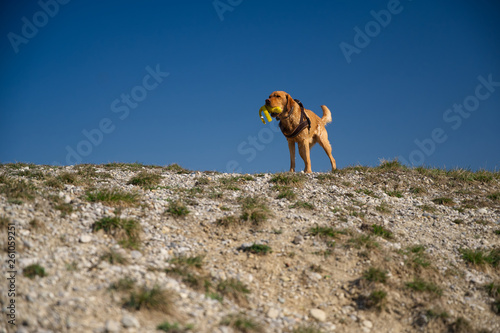 Fuchsroter Labrador Retriever genießt den Frühling