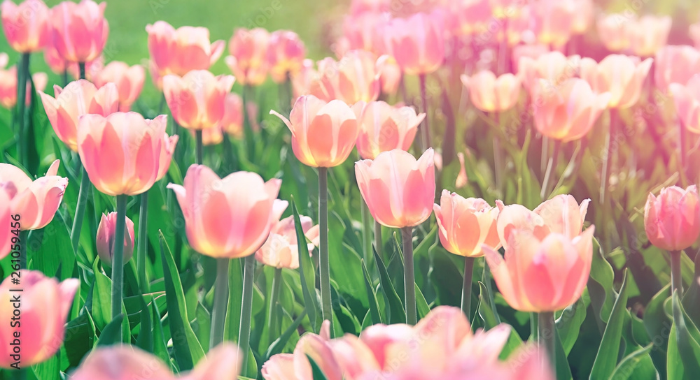 tulips flower, spring nature landscape. floral background for congratulations on March 8, women's day, mother's day. Colorful pink tulips blooming in sunlight on spring blurred background. soft focus
