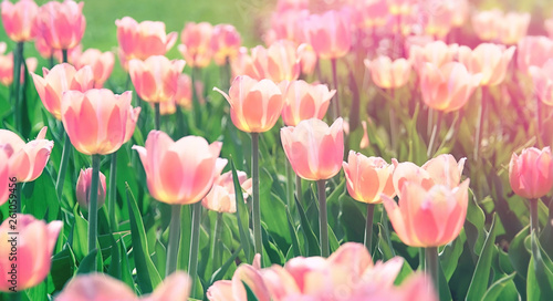 tulips flower  spring nature landscape. floral background for congratulations on March 8  women s day  mother s day. Colorful pink tulips blooming in sunlight on spring blurred background. soft focus