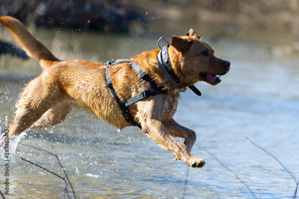 Fuchsroter Labrador Retriever rennt in den See